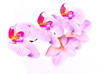 Parlak beyaz arka plan makrosu üzerinde pembe mor orkide.
