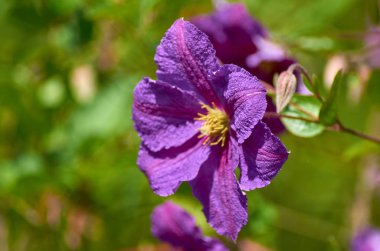 Mor menekşe klematis çiçeği güneşli bir yaz gününde