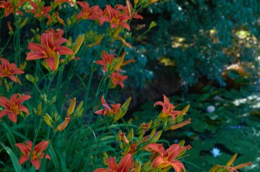 Yeşil arka planlı güneşli bir günde yaz kaplanı zambağı çiçekleri