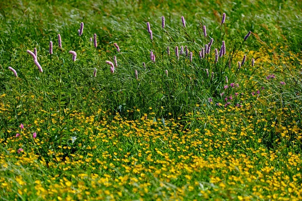 Bunte Wiesenblumen aus grünem Gras auf einer Gartenwiese — Stockfoto