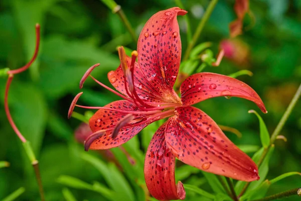 Summer lily flowers on a sunny day with raindrops in macro shot — Stock Photo, Image