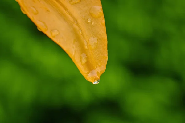 Yaz çiçekleri güneşli bir günde makro yağmurda yağmur damlalarıyla