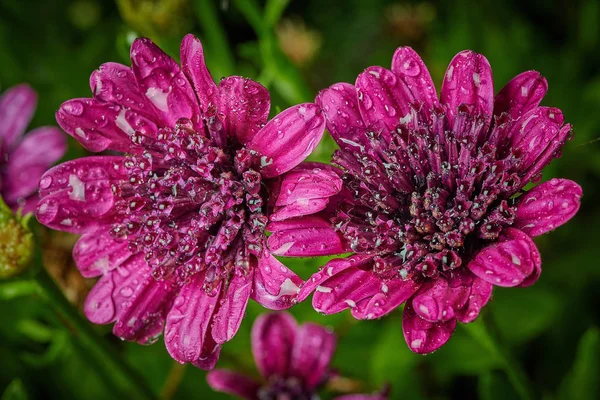 Mor çiçekli yağmur damlaları