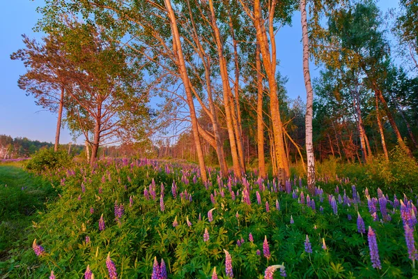 Paarse zomer lupine bloemen op een groene weide in een bos bij su — Stockfoto