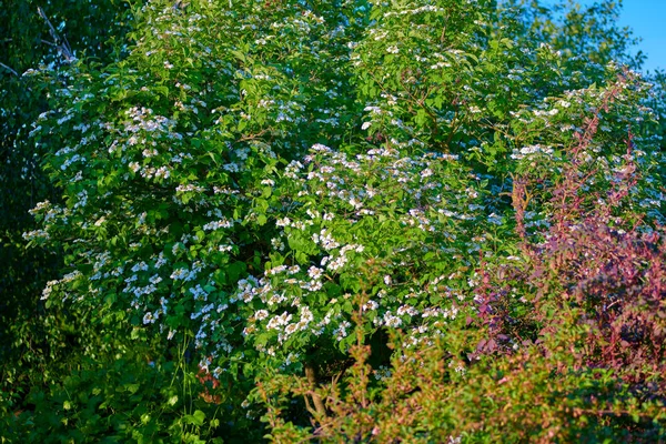 Spring European garden with flowering trees lawn, green grass — Stock Photo, Image