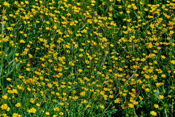 Bunte Wiesenblumen aus grünem Gras auf einer Gartenwiese — Stockfoto