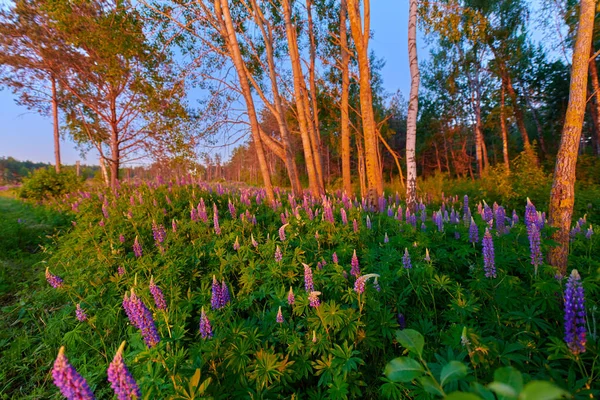 Purple summer lupine flowers on a green meadow in a forest at su — Stock Photo, Image