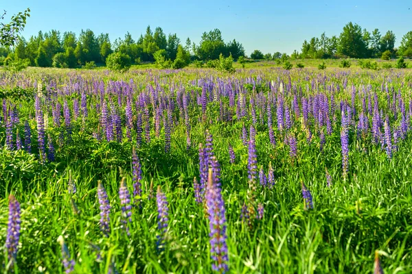 Fleurs de lupin violet été dans la prairie par une journée ensoleillée — Photo