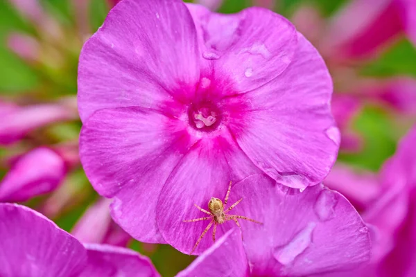 Růžový fialový flox květ v makro záběru s kapkami deště — Stock fotografie