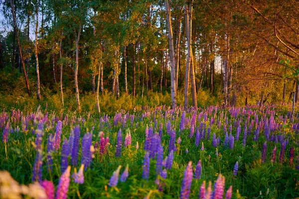 Paarse zomer lupine bloemen op een groene weide in een bos bij su — Stockfoto