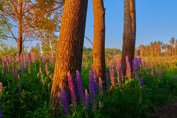 Lila Sommerlupinenblüten auf einer grünen Wiese im Wald bei Su — Stockfoto