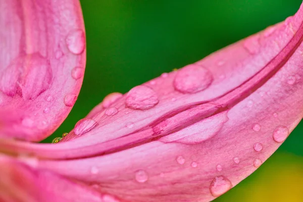 Flores de lirio de verano en un día soleado con gotas de lluvia en macro shot — Foto de Stock