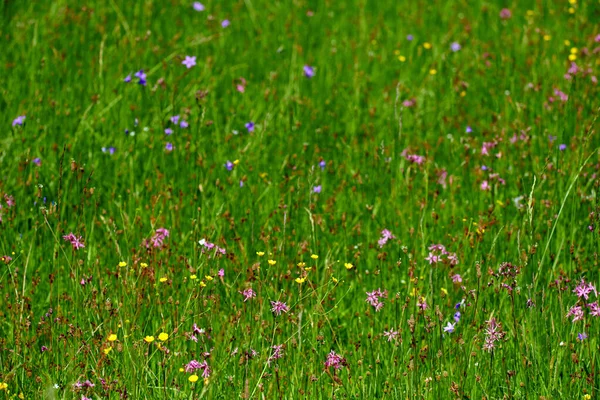 Coloridas flores de prado de hierba verde en un campo de jardín — Foto de Stock