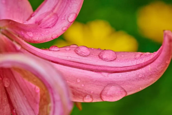 Flores de lirio de verano en un día soleado con gotas de lluvia en macro shot — Foto de Stock