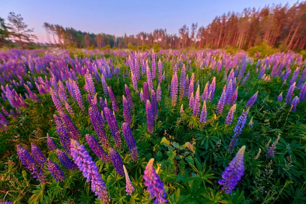 Fioletowe letnie kwiaty łubinu na zielonej łące w lesie w su — Zdjęcie stockowe