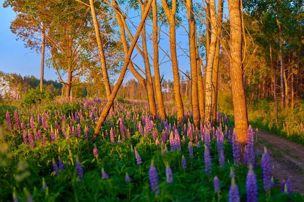 Fialové letní vlčí květy na zelené louce v lese u su — Stock fotografie