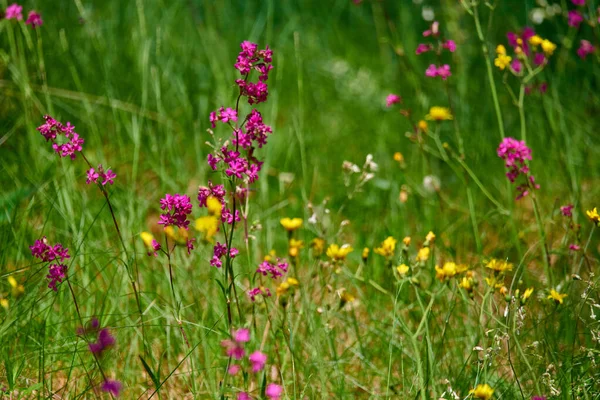 Bunte Wiesenblumen aus grünem Gras auf einer Gartenwiese — Stockfoto