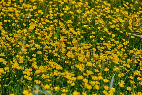 Bunte Wiesenblumen aus grünem Gras auf einer Gartenwiese — Stockfoto