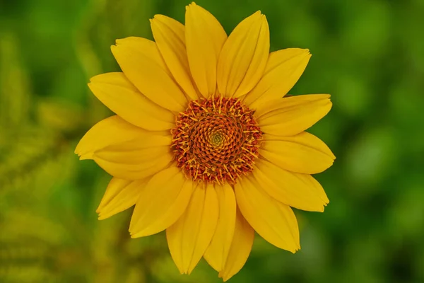 Margarita grande amarilla sobre un fondo verde en macro — Foto de Stock