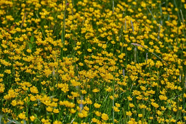 Bunte Wiesenblumen aus grünem Gras auf einer Gartenwiese — Stockfoto