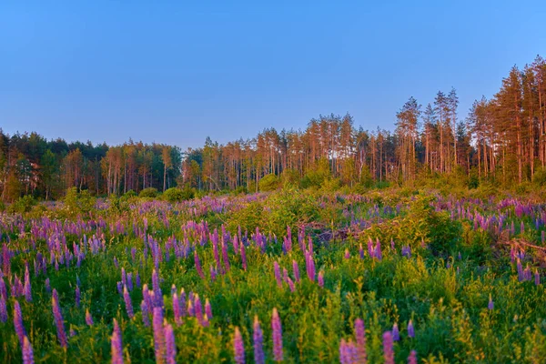 Fioletowe letnie kwiaty łubinu na zielonej łące w lesie w su — Zdjęcie stockowe