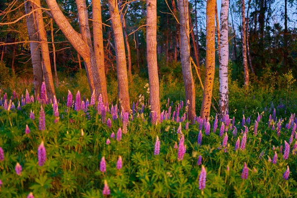 Paarse zomer lupine bloemen op een groene weide in een bos bij su — Stockfoto