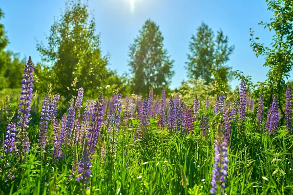 Paarse zomerlupine bloemen in de wei op een zonnige dag — Stockfoto
