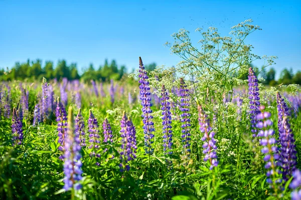 Paarse zomerlupine bloemen in de wei op een zonnige dag — Stockfoto