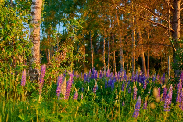 Fleurs de lupin violet été sur une prairie verte dans une forêt à su — Photo