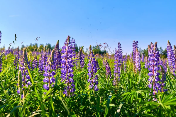 Purple summer lupine flowers in the meadow on a sunny day — Stock Photo, Image