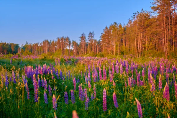 Flores de tremoço de verão roxas em um prado verde em uma floresta em su — Fotografia de Stock