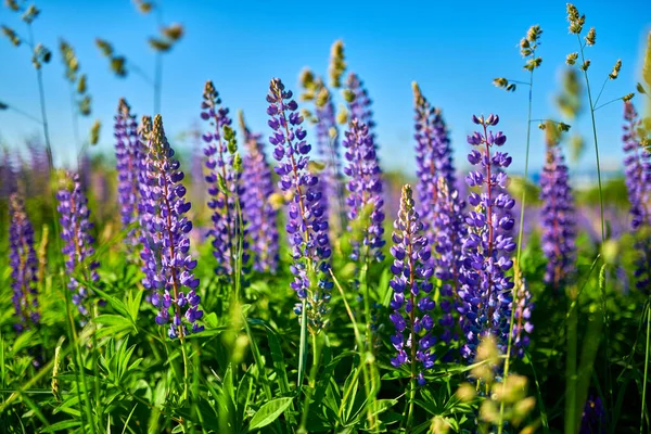 Purple summer lupine flowers in the meadow on a sunny day — Stock Photo, Image