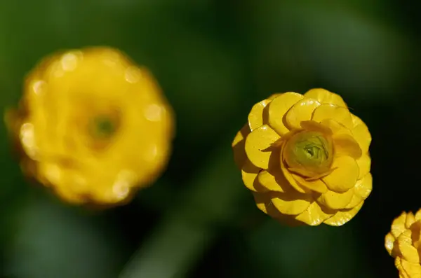 Amarillo pequeña flor de margarita europea sobre un fondo verde en mac — Foto de Stock