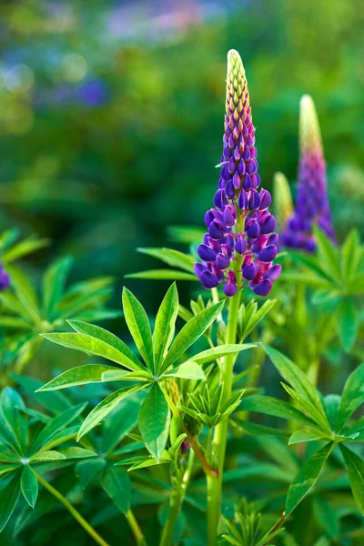 Purple summer lupine flowers in the meadow on a sunny day — Stock Photo, Image