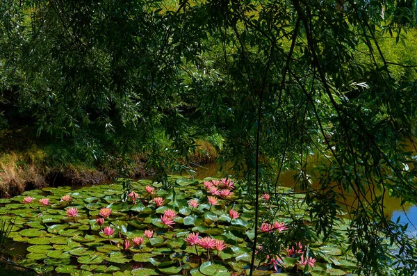 Rosa akvatiska lotusblommor i en flod med gröna blad — Stockfoto