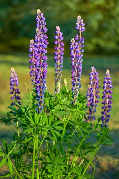 Purple summer lupine flowers in the meadow on a sunny day — Stock Photo, Image