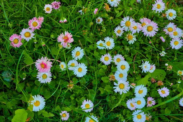 Yeşil arka planda pembe beyaz Avrupa papatyası çiçeği 