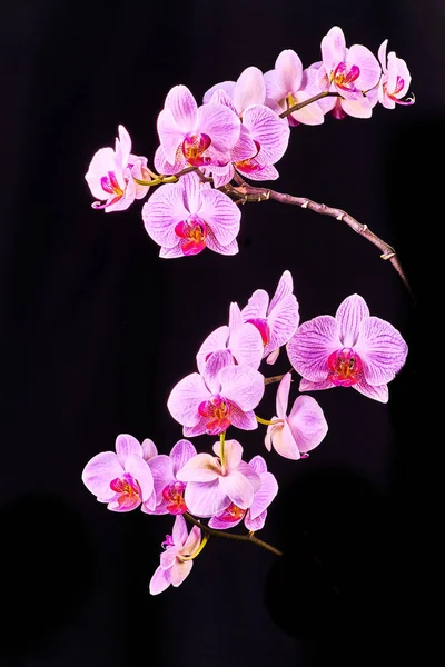 Siyah arkaplanda pembe mor orkide