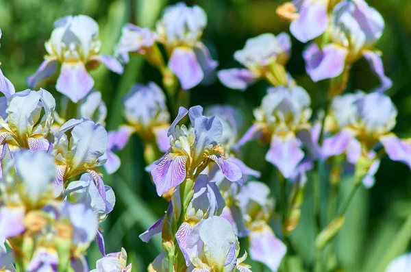 Niebieski fioletowy duży europejski irys kwiat na zielonym tle w ma — Zdjęcie stockowe