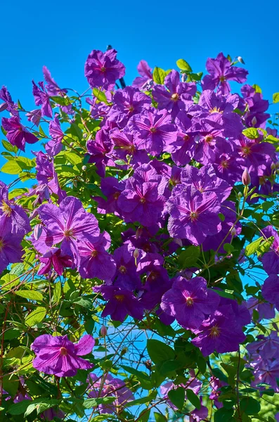 Fialová fialová clematis květ v jasném slunečném letním dni — Stock fotografie