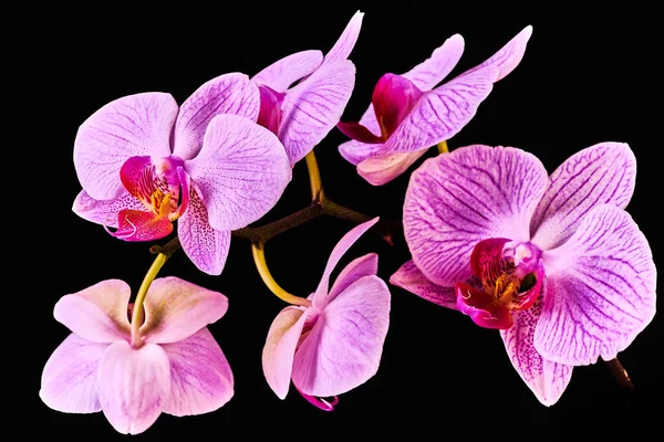 Pink purple orchid on black background