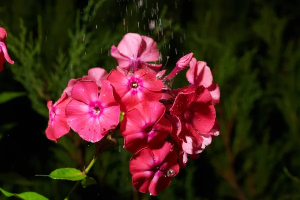 Розовый фиолетовый цветок флокса в макроснимке с каплями дождя — стоковое фото
