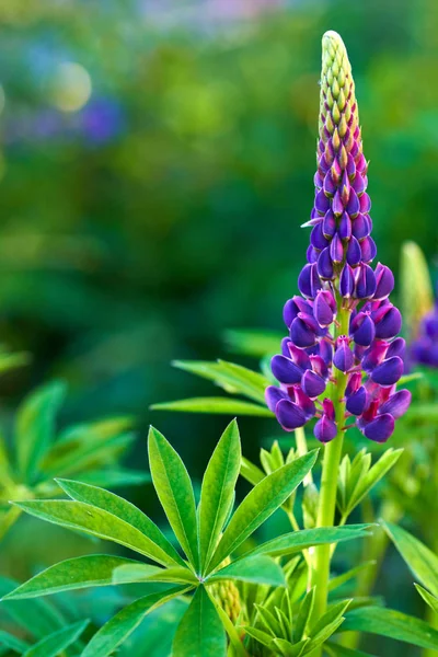 Purple summer lupine flowers in the meadow on a sunny day — Stock Photo, Image