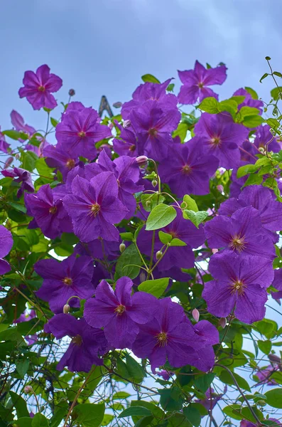 Roxo violeta clematis flor em um dia de verão ensolarado brilhante — Fotografia de Stock
