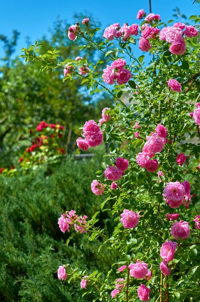 Güneşli bir günde, yaz bahçesinde pembe kırmızı güller.