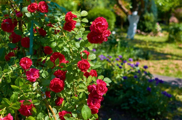 Güneşli bir günde, yaz bahçesinde pembe kırmızı güller.