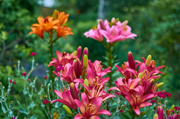 Summer flowers of tiger red yellow lily on a sunny day 