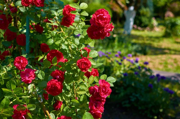 Güneşli bir günde, yaz bahçesinde pembe kırmızı güller.