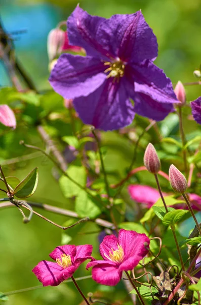 Fialová fialová clematis květ v jasném slunečném letním dni — Stock fotografie