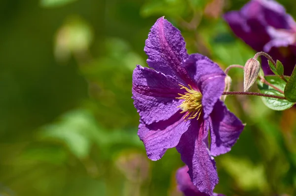 Purple violet clematis flower on a bright sunny summer day — Stock Photo, Image